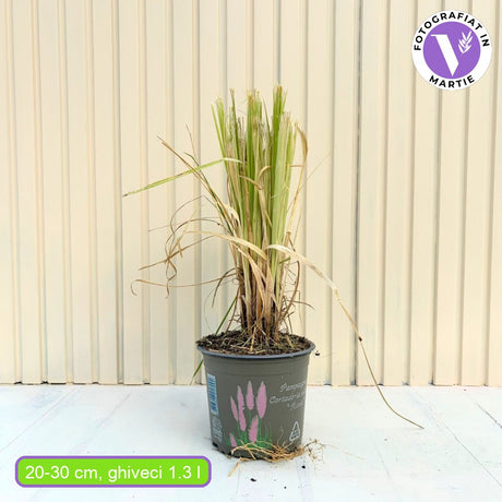 Пампаска трева (Cortaderia) Rosea, декоративна с големи розови класове