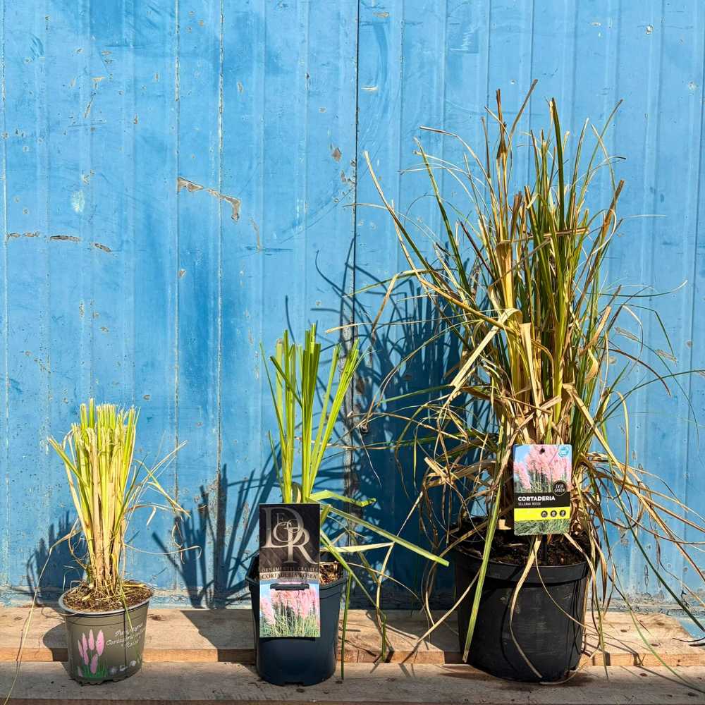 Пампаска трева (Cortaderia) Rosea, декоративна с големи розови класове