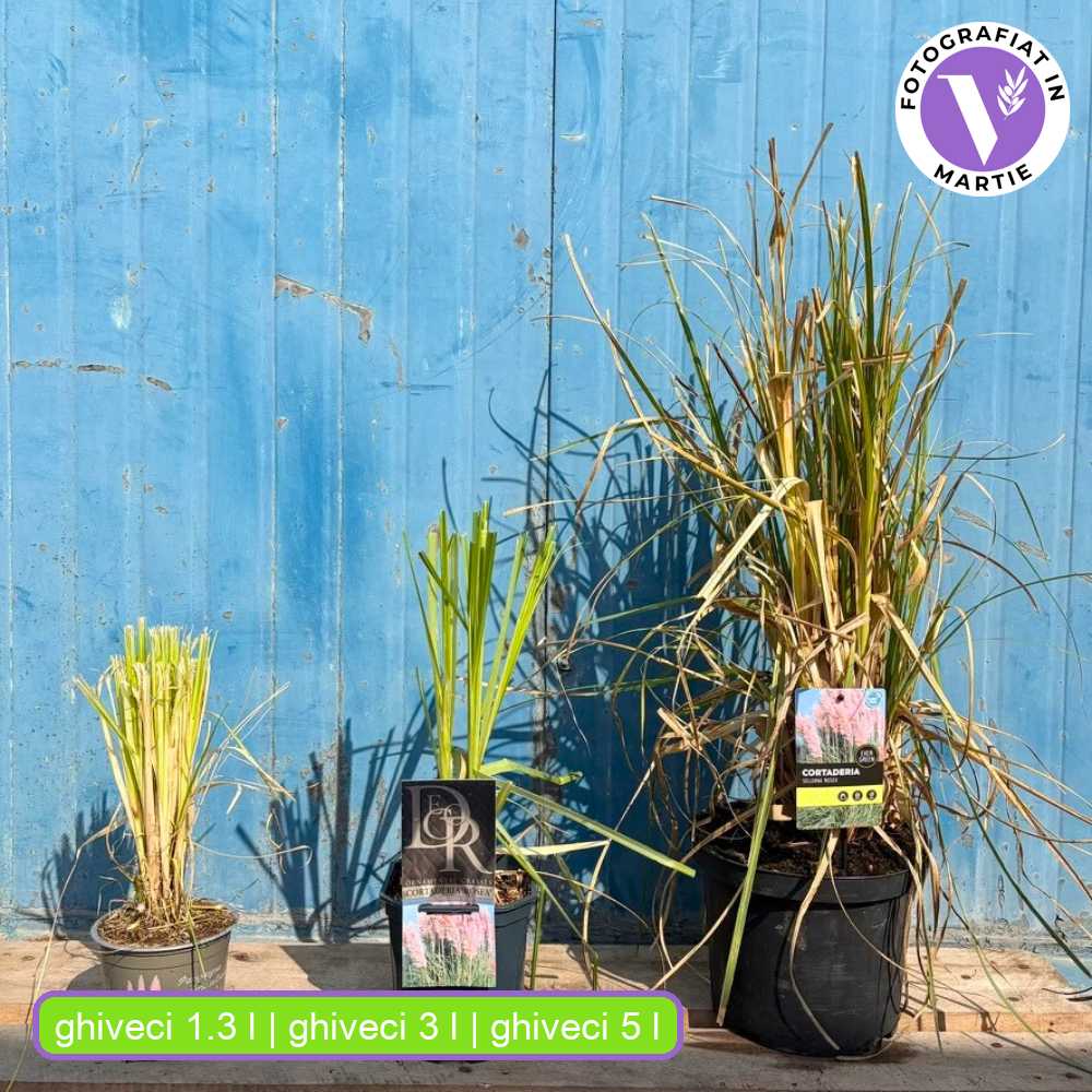 Пампаска трева (Cortaderia) Rosea, декоративна с големи розови класове