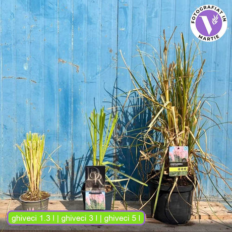 Пампаска трева (Cortaderia) Rosea, декоративна с големи розови класове