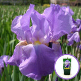 Ирис Germanica 'Lovely Again' – лавандулово-розови цветя с двоен цъфтеж