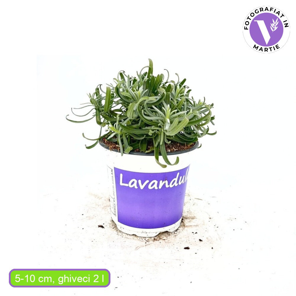 Английска лавандула (Lavandula Angustifolia) Hidcote Blue, със сини-виолетови цветове и съблазнителен аромат