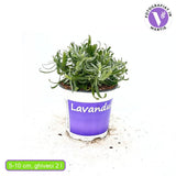 Английска лавандула (Lavandula Angustifolia) Hidcote Blue, със сини-виолетови цветове и съблазнителен аромат