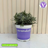 Английска лавандула (Lavandula Angustifolia) Hidcote Blue, със сини-виолетови цветове и съблазнителен аромат