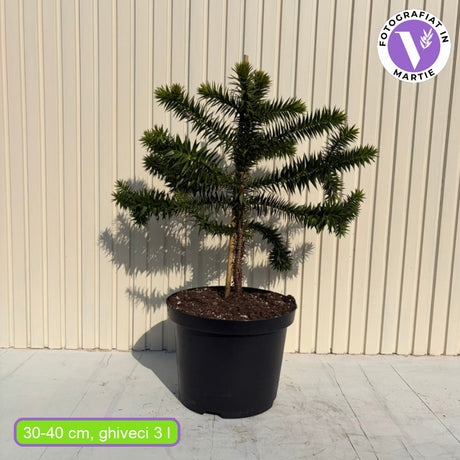 Чилийски бор (Araucaria Araucana), жива вкаменелост, вечнозелен декоративен иглолистен вид