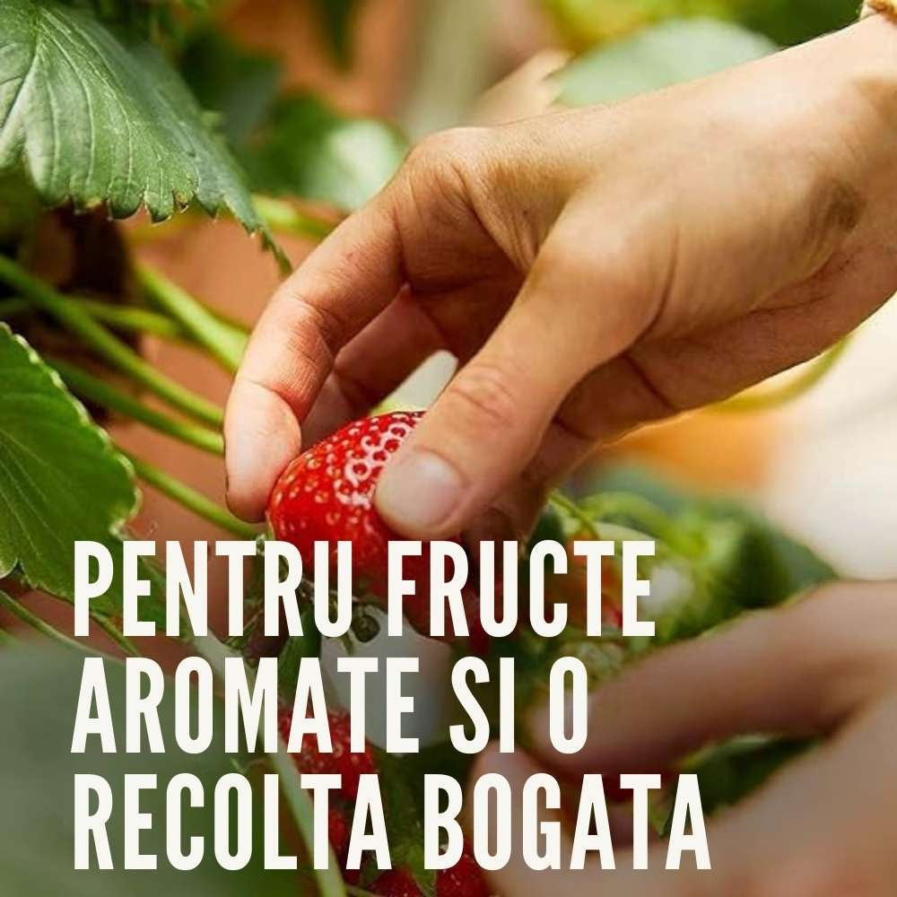 Ingrasamant granulat COMPO pentru fructe de padure si pomi fructiferi, efect de lunga durata 6 luni, 2 kg