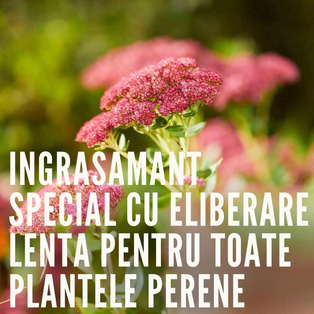 Ingrasamant granulat COMPO pentru plante perene si arbusti ornamentali, efect indelungat 6 luni, 2 kg