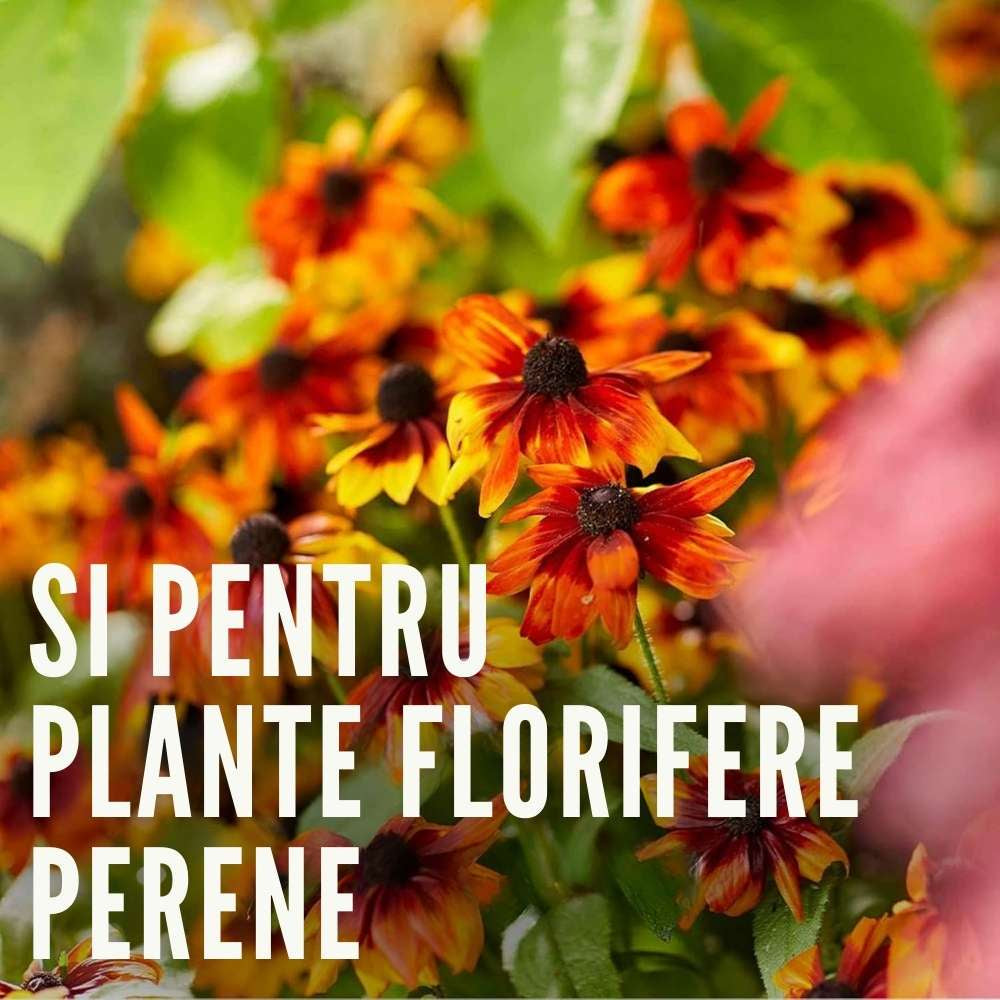 Ingrasamant granulat COMPO pentru plante perene si arbusti ornamentali, efect indelungat 6 luni, 2 kg