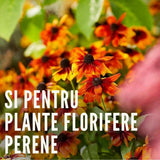 Ingrasamant granulat COMPO pentru plante perene si arbusti ornamentali, efect indelungat 6 luni, 2 kg