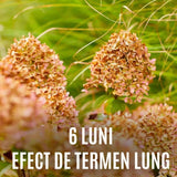 Ingrasamant granulat COMPO pentru plante perene si arbusti ornamentali, efect indelungat 6 luni, 2 kg