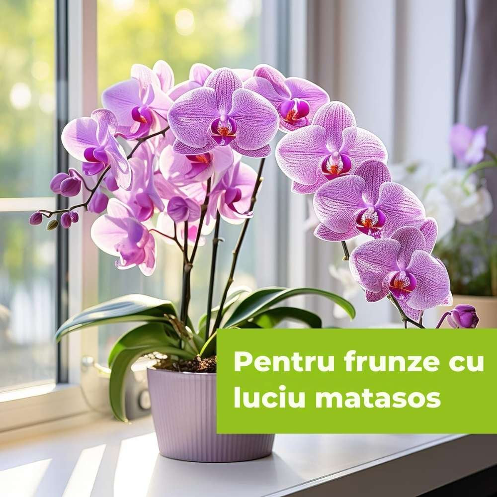 Spray insecticid PROTECT GARDEN Lizetan pentru orhidee, 500 ml