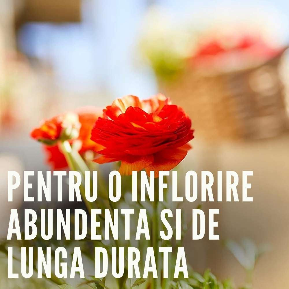 Ingrasamant lichid COMPO pentru flori cu efect de lunga durata 60 zile, 750 ml