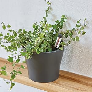 Indicator udare plante WESTLAND pentru toate plantele in ghiveci, control umiditate sol, 16 cm, antracit