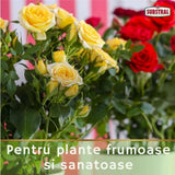 Spray plante ornamentale SUBSTRAL Careo, insecticid sistemic impotriva afidelor, paduchilor lanosi, musculitei albe si omizilor, 800 ml