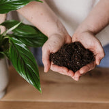 Substrat plante interior WESTLAND cu granule de argila, sol nutritiv pentru crestere sanatoasa, 8 l