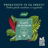Substrat plante interior WESTLAND cu granule de argila, sol nutritiv pentru crestere sanatoasa, 8 l