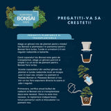 Pamant pentru bonsai WESTLAND, substrat special cu granule de argila pentru radacini puternice si frunze sanatoase, 4 len nutrient distribution At least 6 weeks of nutrient supply