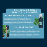 Pamant pentru bonsai WESTLAND, substrat special cu granule de argila pentru radacini puternice si frunze sanatoase, 4 len nutrient distribution At least 6 weeks of nutrient supply