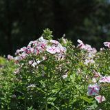 Флокс Phlox paniculata 'Twister' – двуцветни розово-бели ароматни цветя, многогодишно