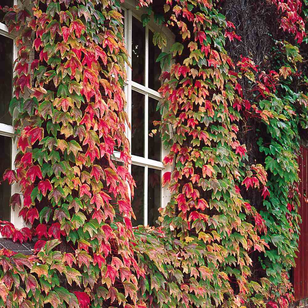 Vita Salbatica Bicolora Star Showers (Parthenocissus), cataratoare