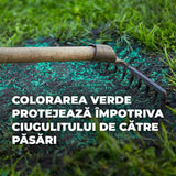 Compo seminte gazon pentru umbra densa, 1 kg pentru 50 mp – amestec profesional pentru zone umbrite si insorite