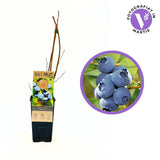 Боровинка Bluecrop (Vaccinium corymbosum) – едри сладки плодове, 1-годишно плодоносящо растение