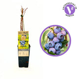 Боровинка Patriot (Vaccinium corymbosum) – сладко-кисели плодове, богата реколта, 1 година на плод