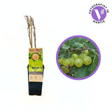 Зелено цариградско грозде Hinnonmaki (Ribes uva-crispa) със зеленикави сладко-кисели плодове, 2-ра година на плододаване.
