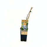 Боровинка Goldtraube 71 (Vaccinium corymbosum) със сладък вкус и приятен аромат, идеална за градината и замразяване, 1-ва година на плододаване.