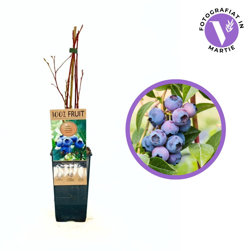 Боровинка Northland (Vaccinium corymbosum) със сладко-кисели плодове и постоянна продукция, 1-ва година на плододаване.