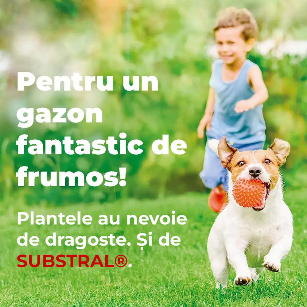Reparare gazon Substral Plastura Magica 3 in 1 cu seminte gazon substrat si ingrasamant 3 kg pentru zone goale