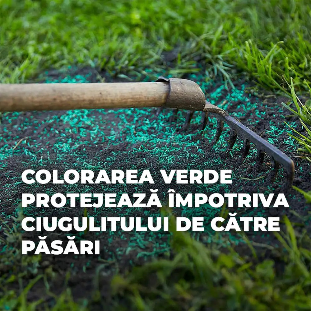 Compo seminte gazon rezistent la seceta si caldura 1 kg pentru 40 mp, amestec profesional pentru zone insorite si uscate