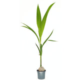 Палма Кокосова (Cocos nucifera) – екзотична стайна палма с дъговидни листа – 160 см