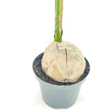 Палма Кокосова (Cocos nucifera) – екзотична стайна палма с дъговидни листа – 160 см