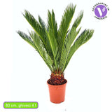 Цикас Cycas Revoluta 80 см – екзотична стайна палма с твърди зелени листа