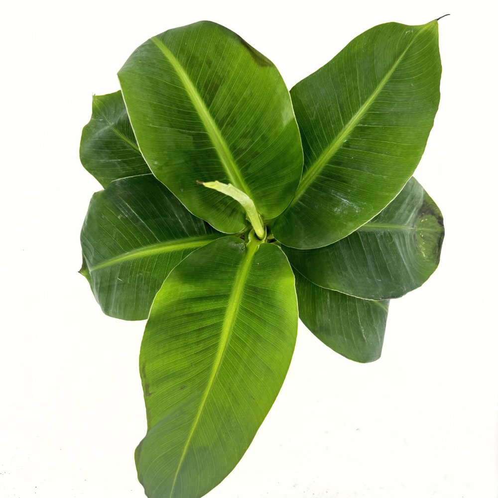 Банан (Musa Tropicana), 45 см – едролистно тропическо растение за екзотичен интериор