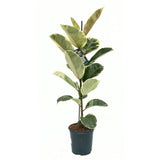 Каучуково дърво Ficus Elastica 'Tineke' – пъстролистна стайна красавица, 85 см