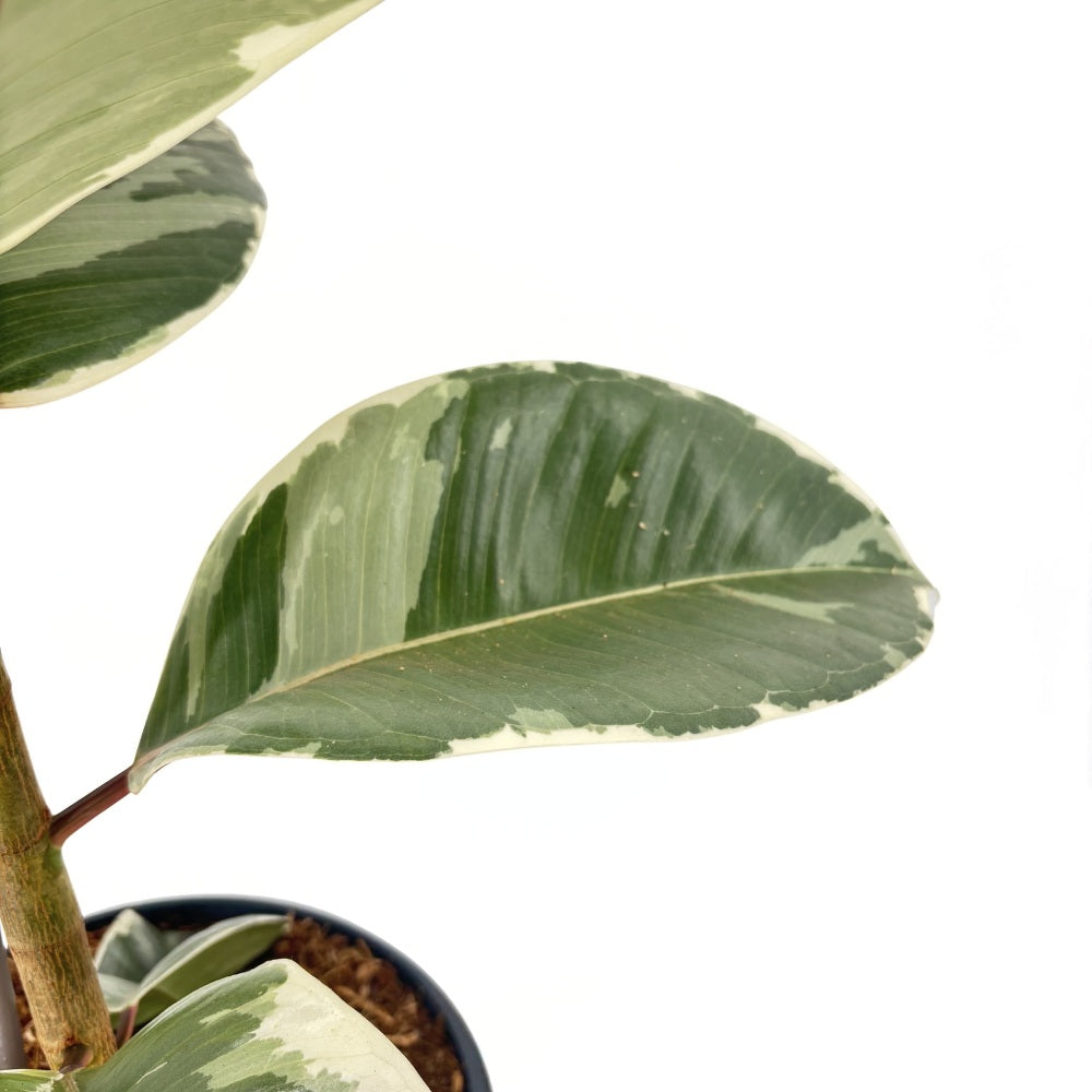 Каучуково дърво Ficus Elastica 'Tineke' – пъстролистна стайна красавица, 85 см