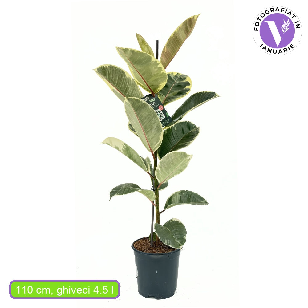 Каучуково дърво Ficus Elastica 'Tineke' – пъстролистна стайна красавица, 85 см