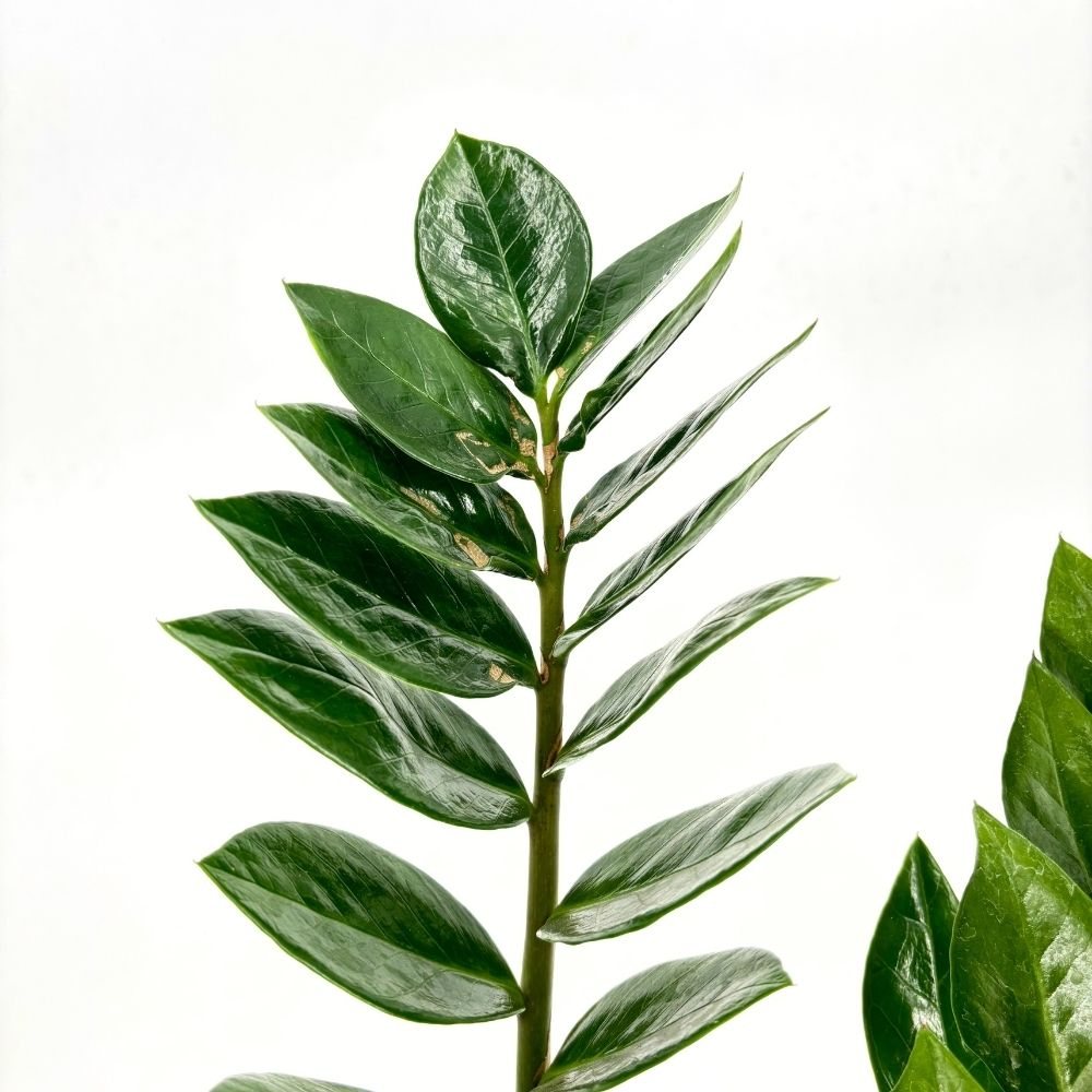 Растение на Късмета (Zamioculcas Zamiifolia), 60–70 см, 3 растения/саксия – стайно растение с месести листа