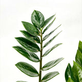 Растение на Късмета (Zamioculcas Zamiifolia), 60–70 см, 3 растения/саксия – стайно растение с месести листа
