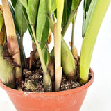 Растение на Късмета (Zamioculcas Zamiifolia), 60–70 см, 3 растения/саксия – стайно растение с месести листа