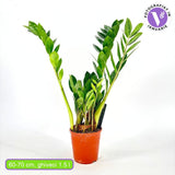Растение на Късмета (Zamioculcas Zamiifolia), 60–70 см, 3 растения/саксия – стайно растение с месести листа