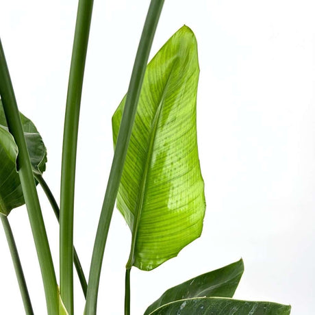 Strelitzia Nicolai (Бяла райска птица), 150-160 см, голямо екзотично растение с гигантски тропически декоративни листа за интериор