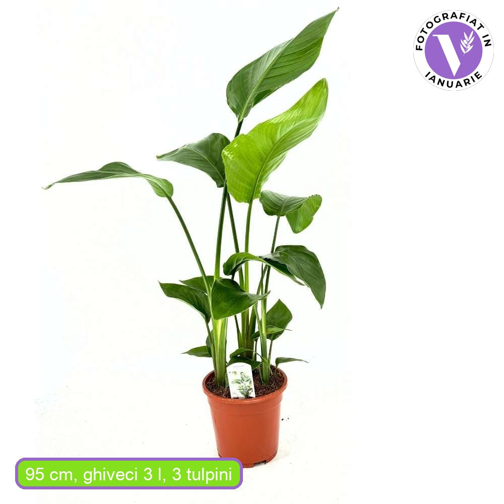 Strelitzia Nicolai (Бяла райска птица), 120 см, голямо екзотично растение с гигантски тропически декоративни листа за интериор