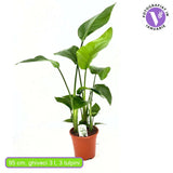 Strelitzia Nicolai (Бяла райска птица), 120 см, голямо екзотично растение с гигантски тропически декоративни листа за интериор