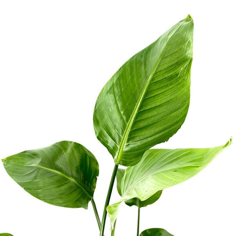 Strelitzia Nicolai (Бяла райска птица), 120 см, голямо екзотично растение с гигантски тропически декоративни листа за интериор