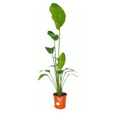 Strelitzia Nicolai (Бяла райска птица), 170-200 см