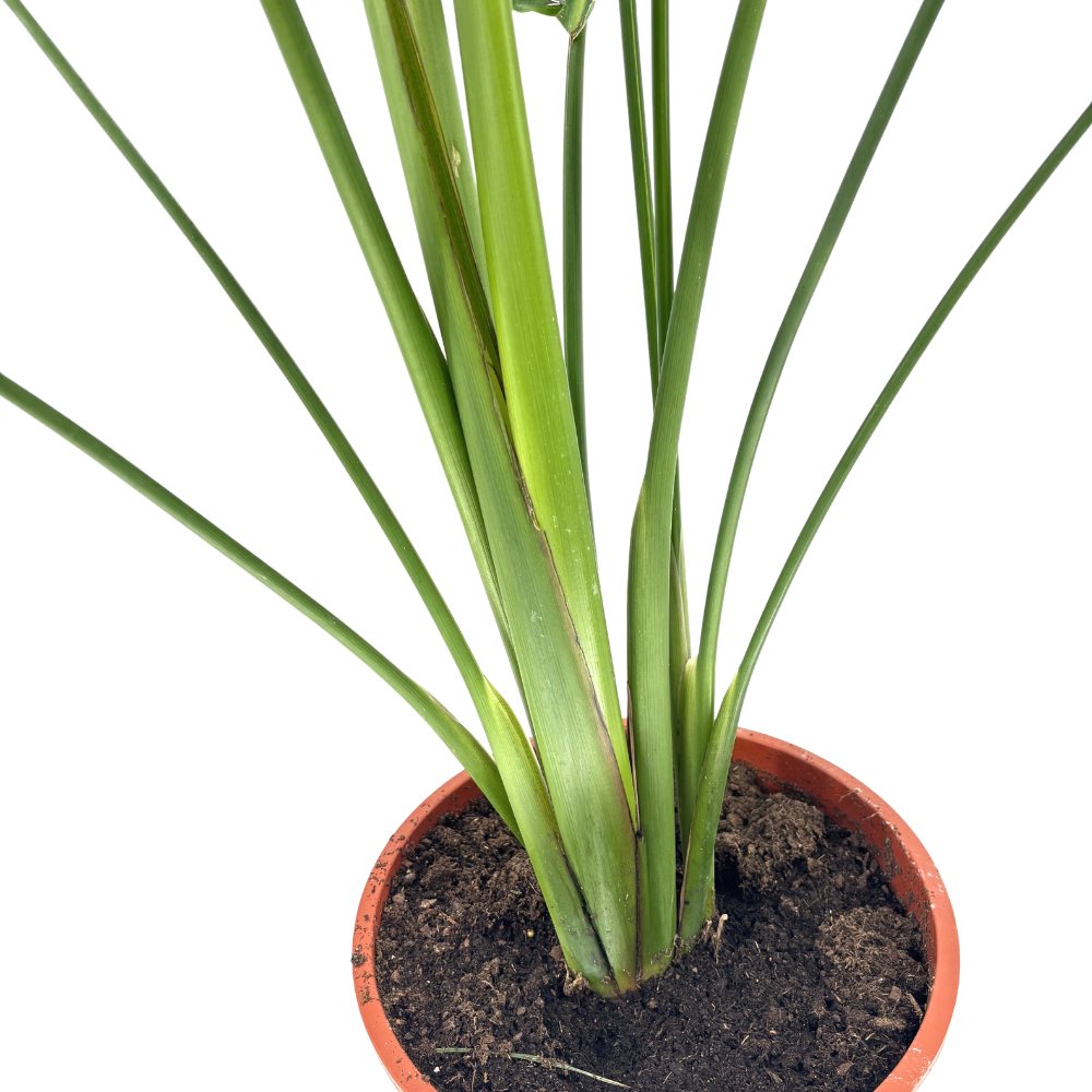 Strelitzia Nicolai (Бяла райска птица), 170-200 см