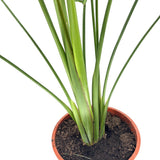 Strelitzia Nicolai (Бяла райска птица), 170-200 см